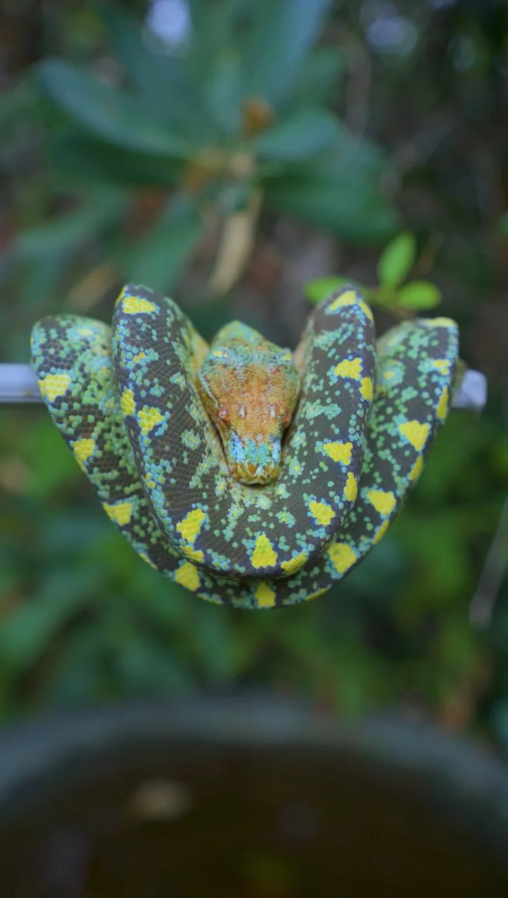 Aurora, a female green tree python, coiled against soft green foliage