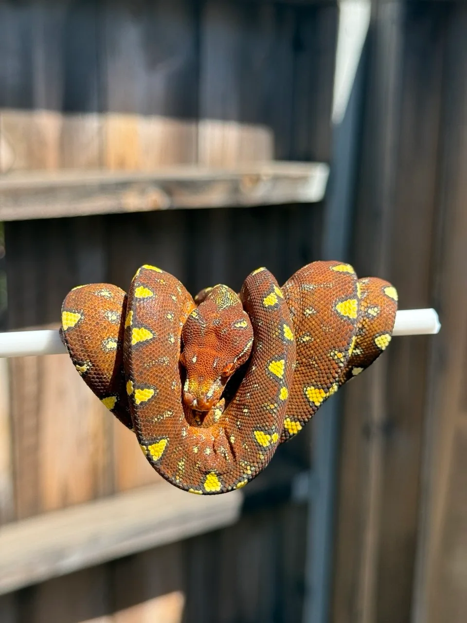 Aurora at four months old with warm red-brown coloration and yellow markings