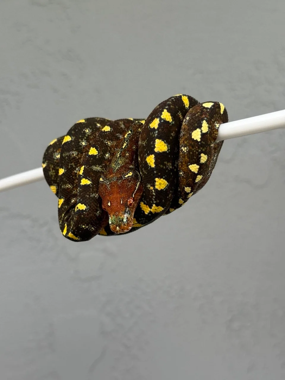 Aurora at six months old with deep brown coloration, yellow markings, and pale green-blue flecking