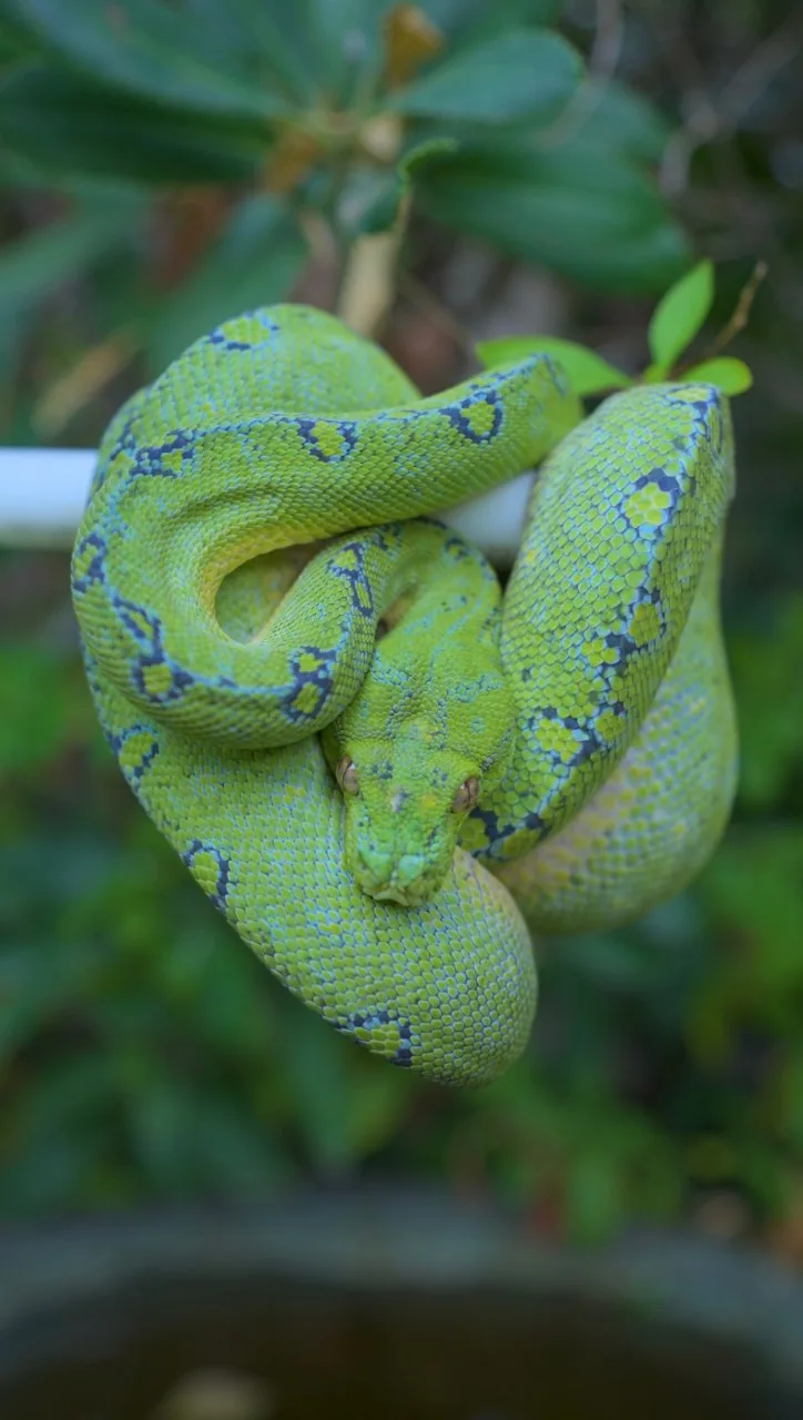 Floki, a Blueline male green tree python from Kronos × Xenon, coiled against green foliage