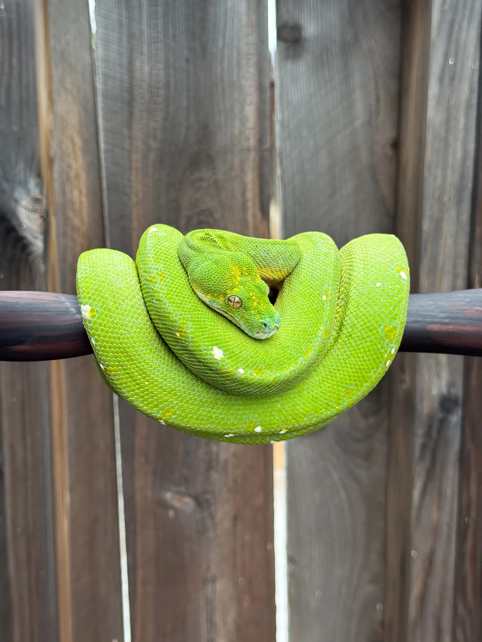 Genesis, an Insanity-line female green tree python