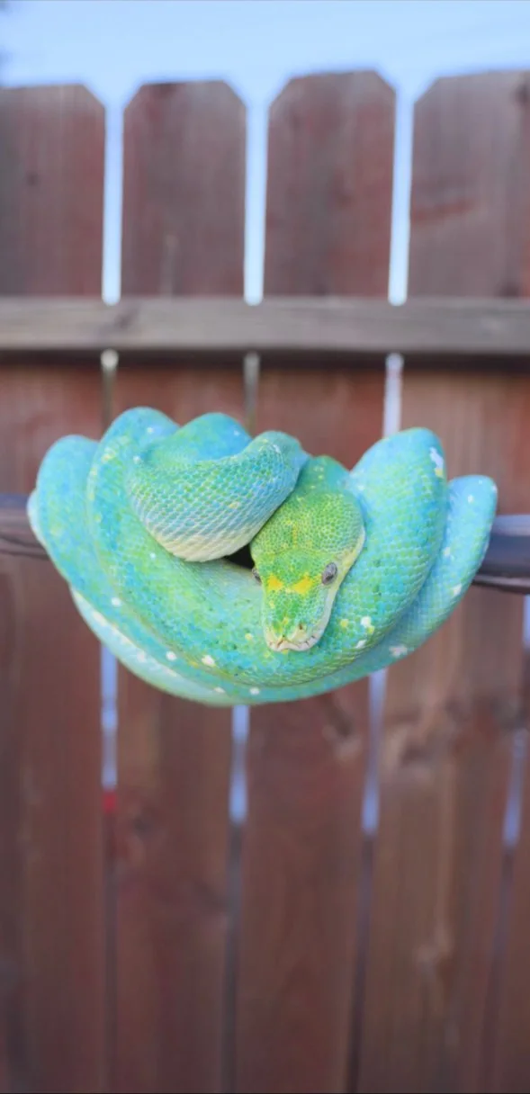 Sapphire, a female Aru × Biak green tree python, coiled on a perch