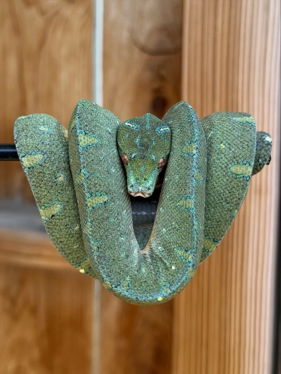 Sora at twelve months old with green, blue, and yellow coloration